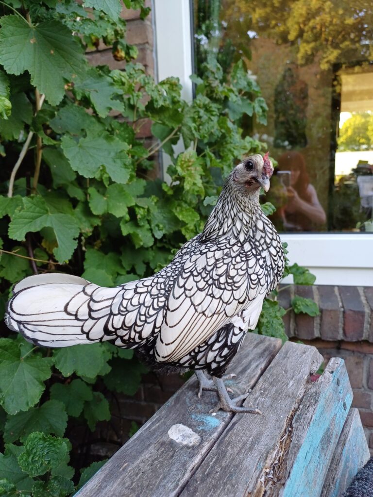 Kippie