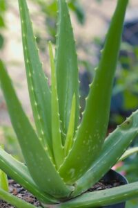 aloe vera, succulent, healthy-4733276.jpg